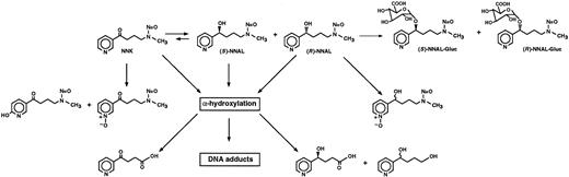 Fig. 1. Overview of NNK metabolism to NNAL enantiomers, NNAL-Gluc diastereomers, and other urinary metabolites. For further detail, see Ref. 1.