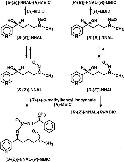 Fig. 3. Structures of enantiomers and rotamers of NNAL and their diastereomeric derivatives produced by reaction with (R)-MBIC.