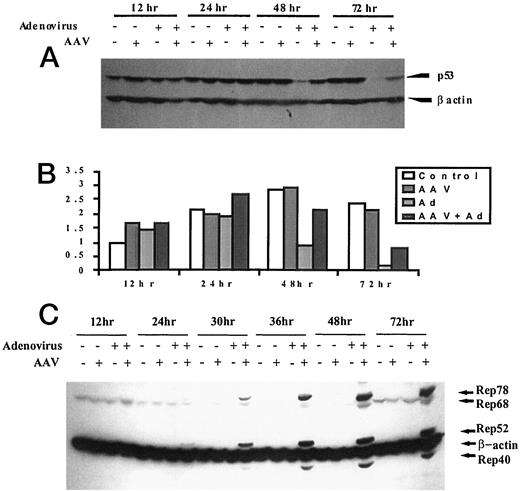 Fig. 1. A, Western blotting of viral-infected HeLa cell extracts with p53 and β-actin antibodies. Viral infections were carried out on 80% confluent HeLa cells as described in “Materials and Methods,” and the cell lysates were prepared at the indicated time intervals. Proteins were visualized by ECL with Amersham ECL detection reagents. B, quantification of relative p53 expression in HeLa cells after various viral treatments. Both p53 and actin protein bands on the X-ray films developed by the ECL assay were quantitated using Gel Doc 1000 (Bio-Rad). p53 band intensities were normalized with actin bands of the same lane. The intensity of the p53 bands relative to the actin bands was plotted against various time intervals. C, total cell lysates at various time points after viral infections were applied onto 8% SDS-polyacrylamide gels, transferred to a blot, and developed with anti-Rep as well as β-actin monoclonal antibodies.