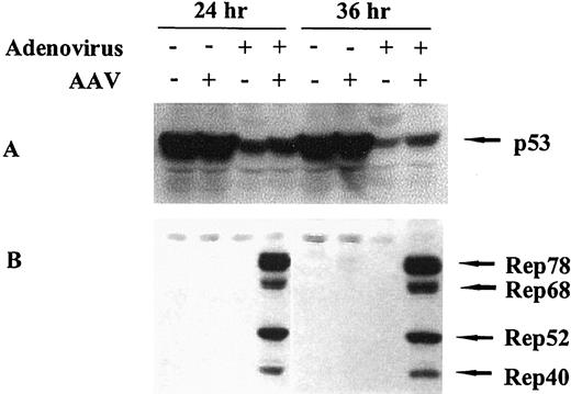 Fig. 2. A, detection of p53 protein levels in 293 cells after various viral infections. AAV and adenoviral infections were carried out in the 293 cell line. Protein bands were visualized by using ECL reagents. B, the total cell extracts of 293 cells 24 and 36 h after viral infections were electrophoresed, transferred to a blot, and probed for the expression of Rep proteins.