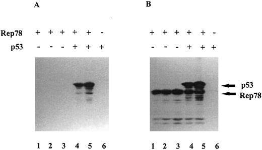 Fig. 3. In vitro interaction of Rep78 and p53. AAV Rep78 was produced as a fusion protein with 6 His amino acids at the COOH-terminal end, as described in “Materials and Methods,” and the protein was conjugated to Ni-NTA columns that have a very high affinity for the histidine tag. Lanes 1–3 show increasing concentrations (20, 40, and 60 ng of Rep78) incubated with the affinity matrix. Lanes 4 and 5 were incubated with 10 and 20 ng of p53, which was produced as a glutathione S-transferase-fusion protein. Lane 6 was incubated with 20 ng of p53 alone in the affinity matrix. The affinity columns were eluted with 250 mm imidazole. The elutents were electrophoresed, transferred, and probed with p53 antibody. In B, the blot used in A was stripped off the antibodies and reprobed with both AAV Rep78 antibody and p53 antibody.