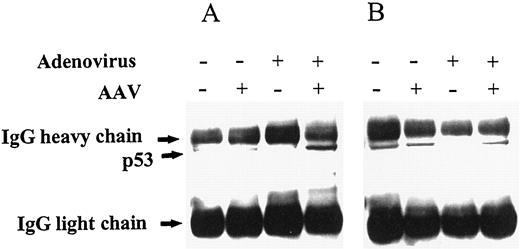 Fig. 4. Detection of p53 by Western blotting in Rep78 and p53 immunoprecipitations of cell lysates. The 80% confluent 293 cells were treated with the viruses as indicated, and the total cell lysates were prepared after 36 h. A shows the probing of Rep78 immunoprecipitates with p53 monoclonal antibodies. Because the immunoprecipitations with mouse monoclonal antibodies were finally subjected to a reaction with antimouse horseradish peroxidase conjugate in an effort to detect p53 in the precipitates, we observed a strong immunoglobulin heavy and light chain signals. In B, immunoprecipitations were conducted with p53 antibodies, transferred to Western blot, and probed with p53. In both cases, the blots were developed with ECL reagents.