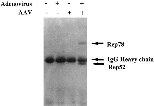 Fig. 5. Detection of Rep proteins in p53 immunoprecipitates. 293 cells were infected with the viruses as indicated, and the total cell lysates were prepared after 36 h. Immunoprecipitation was carried out with p53 monoclonal antibodies, and the precipitates were transferred to nitrocellulose filters and probed with Rep78 antibodies.