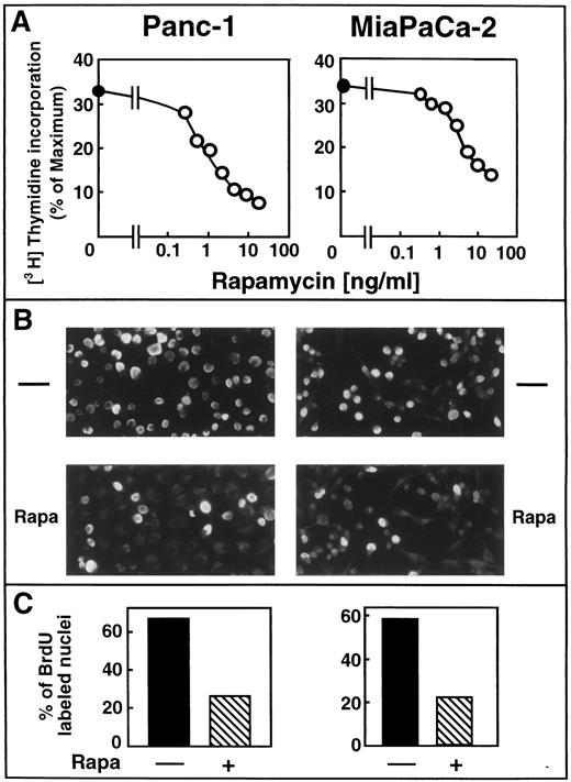 Fig. 2. Rapamycin inhibits DNA synthesis in Panc-1 and MiaPaCa-2 cells. A, serum-starved cultures of Panc-1 (left) or MiaPaCa-2 cells (right) were washed and incubated at 37°C for 24 h in serum-free DMEM containing either 20 ng/ml rapamycin or an equivalent amount of solvent. [3H]Thymidine was added during the last 6 h of the incubation, and [3H]thymidine incorporation was determined as described in “Materials and Methods.” Each point represents the mean of three determinations and is representative of at least two independent experiments. B, serum-starved cultures of Panc-1 (left panels) or MiaPaCa-2 cells (right panels) were washed and incubated at 37°C for 24 h in DMEM containing either 20 ng/ml rapamycin (Rapa; bottom panels) or an equivalent amount of solvent (—; top panels). BrdUrd was added during the last 6 h of the incubation. After 24 h, BrdUrd incorporation into cell nuclei was determined as described in “Materials and Methods.” Labeled nuclei were visualized by fluorescence microscopy. Typical fields are presented. C, BrdUrd incorporation was performed as described above for rapamycin (Rapa +)-treated or vehicle-treated (—) Panc-1 (left) or MiaPaCa-2 cells (right). Results are presented as the percentage of labeled nuclei and are the means of three distinct fields from two separate experiments.