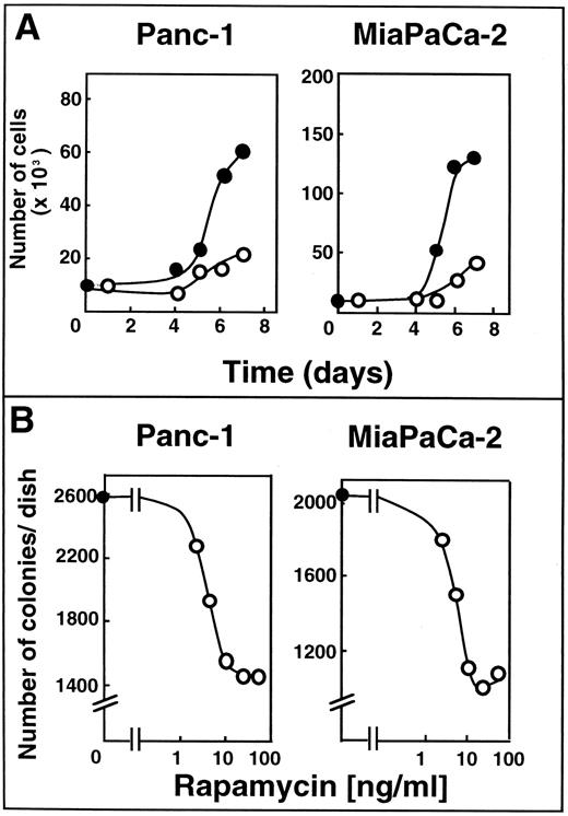 Fig. 3. Rapamycin inhibits anchorage-dependent and -independent proliferation of Panc-1 and MiaPaCa-2 cells. A, cultures of Panc-1 (left) and MiaPaCa-2 cells (right) were incubated at a density of 1 × 104 cells in 1 ml of DMEM containing 1% FBS and 20 ng/ml rapamycin (○) or vehicle (•), and cells were counted at day 0, 1, 4, 5, 6, and 7 as indicated. Each point represents the mean of two determinations and is representative of at least two independent experiments. B, single cell suspensions of Panc-1 (left) or MiaPaCa-2 cells (right) were plated at a density of 3 × 104 cells/dish in agarose medium containing DMEM/1% FBS and various concentrations of rapamycin as indicated. Colonies were counted after 2 weeks of incubation. In all cases, a representative of two independent experiments, each performed in triplicates, is shown.