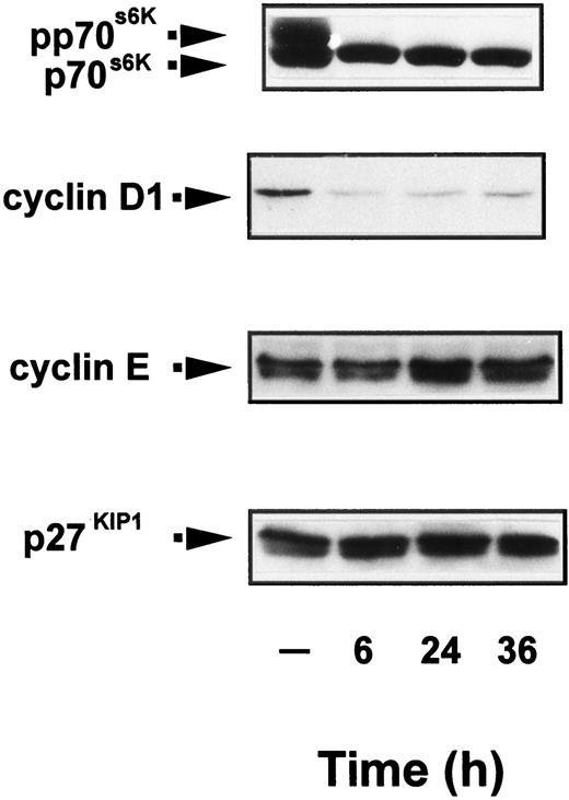 Fig. 4. Inhibition of cyclin D1 expression by rapamycin in MiaPaCa-2 cells. Subconfluent cultures of MiaPaCa-2 cells were treated with 20 ng/ml rapamycin for various times, as indicated. Control cells received an equivalent amount of solvent (—). Cells were lysed and further analyzed by Western blotting with either anti-p70s6K antibody, anti-cyclin D1 antibody, anti-cyclin E antibody, or anti-p27KIP1 antibody as indicated by an arrow. The results shown in each case are representative of at least three independent experiments. The positions of hypophosphorylated p70s6K (p70s6K) and the slower-migrating phosphorylated p70s6K (pp70s6K) are indicated by arrows.