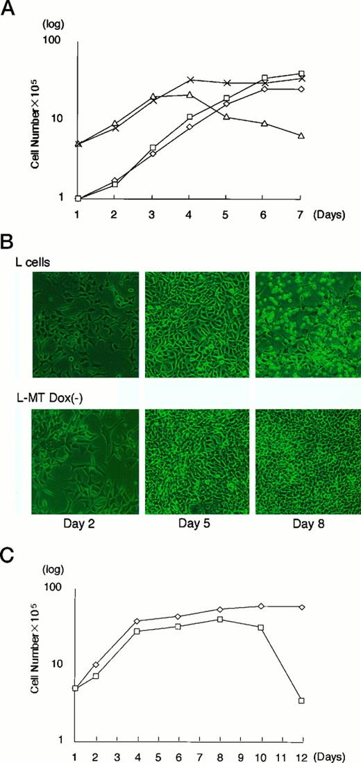 Fig. 3. A, growth curves of l-MT (without doxycycline) and L cells in culture medium containing 10% serum. □, L-MT Dox(−) (1.0 × 105); X, L-MT Dox(−) (5.0 × 105); ⋄, L cells (1.0 × 105); ▵, L cells (5.0 × 105). B, morphology of L cells and l-MT cells at days 2, 5, and 8. Multilayer growth of l-MT [Dox(−)] cells was observed at day 8. C, growth curves of l-MT with and without 2 ng/ml doxycycline in the medium. ⋄, L-MT Dox(−); □, L-MT Dox(+).