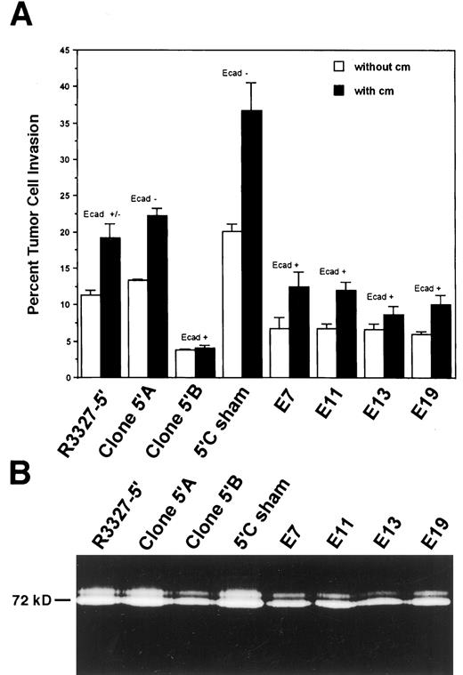Fig. 3. Reduced invasive ability and MMP activity in the E-cadherin-transfected cells. A, transfected cell lines (E-cad +) showed significantly reduced random invasiveness (□) through laminin/collagen IV/gelatin matrix in vitro as compared to the sham controls (P < 0.01). When stimulated by 50% NIH3T3 conditioned media, all cells exhibited a significantly higher (P < 0.05) invasive potential (▪), with the exception of clone 5′B. The inverse correlation between E-cadherin levels and invasive potential was maintained under both nonstimulated and stimulated conditions. B, the gelatinolytic activity of MMP-2 (Mr 72,000) was down-regulated as a result of E-cadherin transfection (E7, E11, E13, and E19). Results from the other experimental and control transfectants were consistent. Error bar, SE.