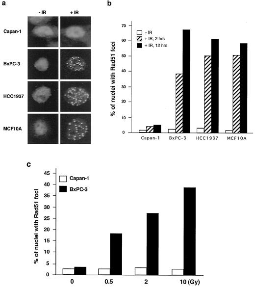 Fig. 1. Rad51 foci formation in BxPC-3, Capan-1, HCC1937, and MCF10A cells upon IR. a, Rad51 foci in cells without IR (−IR) and 2 h after IR (+IR) treatment detected by immunostaining with a monoclonal anti-Rad51 antibody. b, histogram depicting the percentages of nuclei containing detectable Rad51 foci without IR treatment and 2 and 12 h after IR treatment. c, IR dosage dependence of Rad51 foci in Capan-1 and BxPC-3 cells. The cells were treated with 0, 0.5, 2, and 10 Gy of IR and were stained for Rad51 foci 2 h later. At least 200 cells were scored for each data point in b and c.