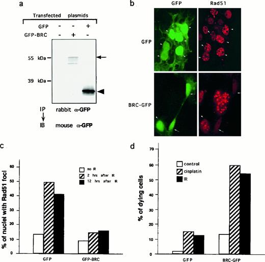 Fig. 4. Expression of BRC-GFP compromises IR-induced Rad51 foci formation. a, expression of BRC-GFP and GFP in COS-7 cells by transient transfection. Extracts from mock-transfected cells and cells transfected with the indicated plasmids were subject to immunoprecipitation with a rabbit polyclonal anti-GFP antibody. The immunoprecipitates were then analyzed by immunoblotting with a mouse monoclonal anti-GFP antibody. Arrow and arrowhead, apparently full-length BRC-GFP and GFP proteins, respectively. b, immunostaining of COS-7 cells transfected with either GFP or BRC-GFP 2 h after 10 Gy of IR treatment with anti-Rad51 antibody. Green-colored cells represent cells expressing GFP or BRC-GFP. Rad51 protein was stained red. Arrows, GFP-positive cells that contained Rad51 nuclear foci. Arrowheads, GFP or BRC-GFP-positive cells that lacked Rad51 nuclear foci. c, histogram showing the percentages of nuclei with Rad51 foci in GFP or BRC-GFP-positive cells without IR treatment and 2 h after 10 Gy of IR treatment. d, histogram showing the percentages of dying cells among cells expressing GFP and BRC-GFP with and without IR or cisplatin treament. COS-7 cells were treated with 10 Gy of IR or 10 mm cisplatin 2 days after transfection. The cultures were stained with 4′,6-diamidino-2-phenylindole 1 day later. Dying cells were judged by the appearance of pyknotic nuclei. At least 200 cells were scored for each data point in c and d.