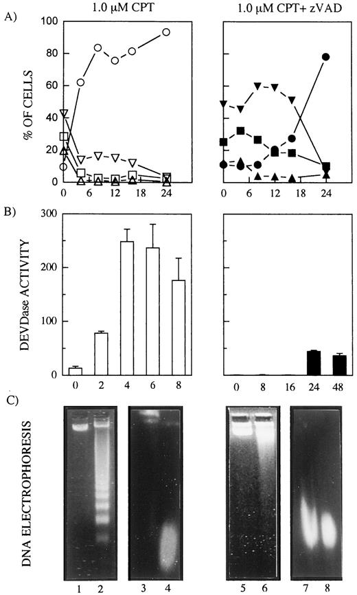 Fig. 1. The effects of caspase inhibition in CPT-treated U-937 cells. A, cell cycle progression after CPT treatment in the absence (left) and presence (right) of zVAD-fmk. At the indicated times (in h) after CPT treatment (x axis), cells were processed for flow cytometry analysis. ○ and •, sub-G0-G1; ▿ and ▾, G0-G1; □ and ▪, S phase; ▵ and ▴, G2-M. Data points, mean of two independent experiments (less than 10% difference between experiments). B, caspase activities after CPT treatment in the absence (left) and presence (right) of zVAD-fmk. At the indicated times (in h) after CPT treatment (x axis), DEVD-AMC hydrolysis was measured by fluorospectrometry. Enzyme activities were measured as initial velocities and expressed as relative intensity/min/mg. Data points, means of three independent determinations; bars, SE. C, DNA fragmentation pattern after CPT treatment in the absence (left) and presence (right) of zVAD-fmk. DNA fragmentation was analyzed by standard agarose gel electrophoresis (Lanes 1, 2, 5 and 6) and TAFE (Lanes 3, 4, 7, and 8). After electrophoresis, DNA was visualized by ethidium bromide staining. Lanes 1 and 3, control U-937 cells; Lanes 2 and 4, 4 h after CPT treatment; Lanes 5 and 7, 24 h after CPT treatment + zVAD-fmk; Lanes 6 and 8, 48 h after CPT treatment + zVAD-fmk.