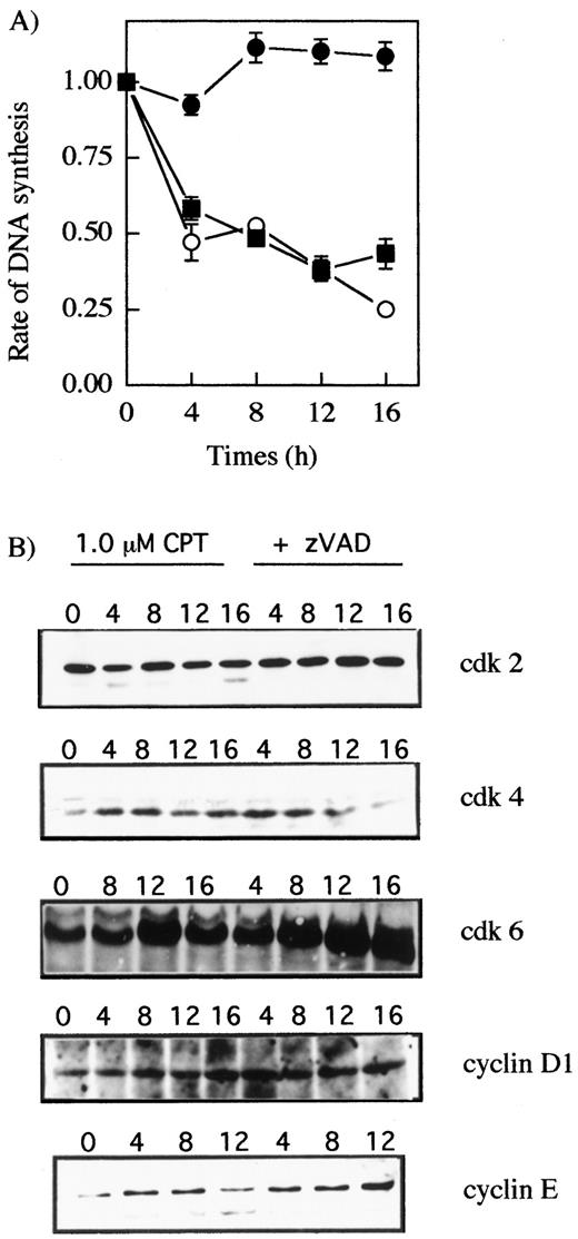 Fig. 3. The effects of zVAD-fmk on expression of cell cycle-related proteins in CPT-treated U-937 cells. A, kinetics of DNA synthesis after drug treatment in U-937 cells. At the indicated times (in h) after drug treatment (x axis), [3H]thymidine incorporation was determined by 10-min pulse experiments. Values are expressed as the rate of DNA synthesis relative to control untreated cells. ○, CPT treatment; •, zVAD-fmk treatment; ▪, CPT + zVAD-fmk treatment. Data points, means of four independent determinations; bars, SE. B, kinetics of cdk and cyclin expression after CPT treatment in the absence or presence of zVAD-fmk. Whole-cell extracts were prepared as described under “Materials and Methods” from U-937 cells. cdk and cyclin proteins were detected using specific antibodies after SDS-PAGE and transfer to Immobilon-P membrane. Numbers above lanes, hours after drug treatment.