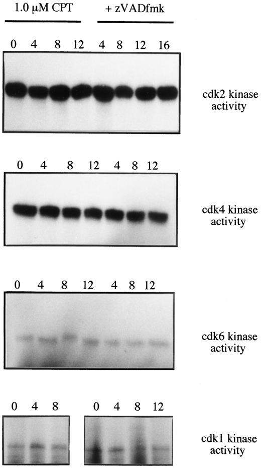 Fig. 4. Kinetics of cdk activities in CPT-treated U-937 cells in the absence or presence of zVAD-fmk. Immunocomplexes were obtained using specific antibodies and incubated in kinase buffer in the presence of [γ-32P]ATP. The phosphorylated substrate was resolved by SDS-PAGE and visualized by autoradiography. Numbers above lanes, hours after drug treatment.