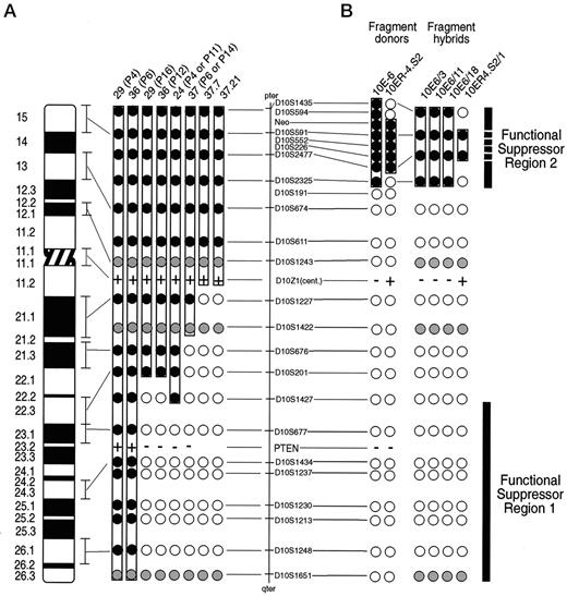 Fig. 2. Genotypic analysis of microcell hybrids and donor cell lines. A, PCR-N-based molecular markers spaced at ∼10-megabase intervals were determined to be present (•), absent (○), or not informative due to constitutional homozygosity () for donor chromosome alleles in each respective hybrid. Hybrids 903(10n)24, 29, 36 and 37 are designated as 24, 29, 36, and 37, respectively, followed by the passage number of each cell line (P). The presence (+) or absence (−) of chromosome 10 centromeric DNA was determined by fluorescence in situ hybridization with a probe specific for chromosome 10 ∝-satellite sequences (D10Z1). The presence (+) or absence (−) of wild-type PTEN in these hybrids has been reported (28). The presence of all other loci was determined by PCR-based analysis. The order of the markers and the approximate genetic distance between them are indicated, and particular markers are anchored to the chromosome 10 idiogram on the left. The cytogenetic location of the markers was determined from the Genome Database. Contiguous regions present in each donor line are outlined. B, human chromosome 10 markers retained in donor cell lines 10E-6 and 10ER-4. S2 and in melanoma microcell hybrids created from these donors. PCR primers specific for human PTEN exons 1 and 8 (42) were used to determine whether PTEN was present (+) or absent (−) in the donor cell lines.