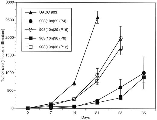 Fig. 3. Suppression of tumor formation in UACC 903 microcell hybrids containing a transferred copy or transferred portion of chromosome 10. Growth of UACC 903 melanoma cells and 903(10n) microcell hybrids after injection into athymic nude mice: UACC 903 (▴); 903(10n)29 at passages 4 (•) and 16 (○) and 903(10n)36 at passages 6 (▪) and 12 (□), respectively. Early passage cells contained an intact transferred copy of chromosome 10, whereas later passage cells have lost all transferred material distal to 10q22.3 (D10S201) due to IVLOH (28).