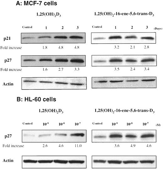 Fig. 6. Western blot analysis of CDKIs in cell lines cultured with either 1,25(OH)2D3 or 1,25(OH)2-16-ene-5,6-trans-D3. A, time course study of p27kip1 and p21waf1 expression in MCF-7 breast cancer cells. Cells were either untreated (Control) or cultured with either 1,25(OH)2D3 (10−7 m) or 1,25(OH)2-16-ene-5,6-trans-D3 (10−7 m) for 1, 2, and 3 days. Actin was analyzed as a loading control. B, dose-dependent study of p27kip1 expression in HL-60 myeloid leukemic cells. Cells were either untreated (Control) or cultured with 10−9, 10−8, and 10−7 m of either 1,25(OH)2D3 or 1,25(OH)2-16-ene-5,6-trans-D3 for 4 days. Actin was analyzed as a loading control. Results are expressed as fold increase in expression as compared with untreated cells. The band intensity was measured using a densitometer.
