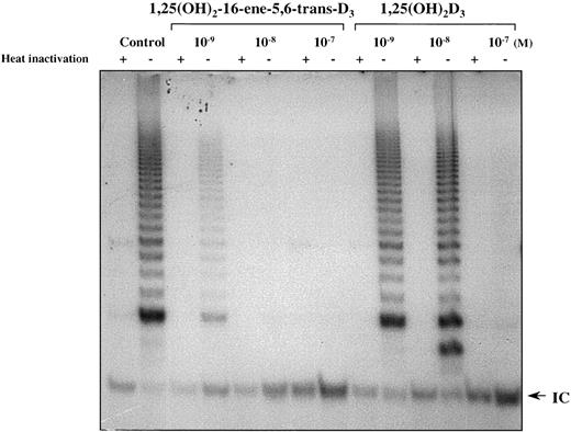 Fig. 7. Telomerase activity was reduced in HL-60 cells cultured with vitamin D3 compounds. Cells were cultured with 10−9, 10−8, and 10−7 m of either 1,25(OH)2D3 or 1,25(OH)2-16-ene-5,6-trans-D3 for 4 days. Results were compared with cells not cultured with vitamin D3 compound (Control, left two lanes). Cell extracts (0.5 μg of protein) were used for TRAP assay either with (+) or without (−) heat inactivation; heat inactivation provides a control. IC, internal control PCR product.