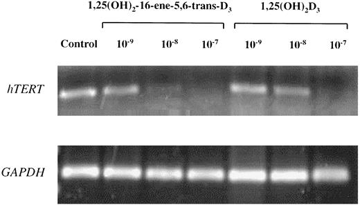 Fig. 8. hTERT expression in HL-60 cells treated with either 1,25(OH)2-16-ene-5,6-trans-D3 or 1,25(OH)2D3 (10−9, 10−8, 10−7 m; 4 days). Control shows untreated cells. Upper panel, hTERT mRNA expression measured by RT-PCR. Lower panel, GAPDH mRNA was measured as a control.