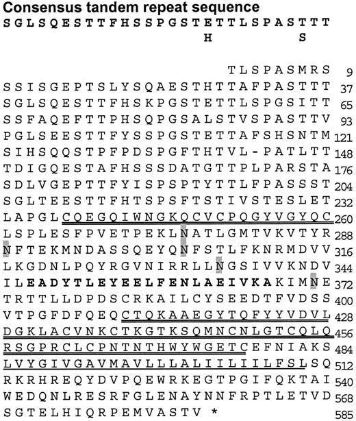 Fig. 2. Predicted amino acid sequence of MUC12. Right, numbering of amino acids. Top, the consensus sequence of the degenerate tandem repeat structure. The two cysteine-rich, EGF-like domains are double underlined, a potential coiled-coil domain is in bold, the hydrophobic domain is singly underlined, and potential N-glycosylation sites are shaded. ∗, stop codon.