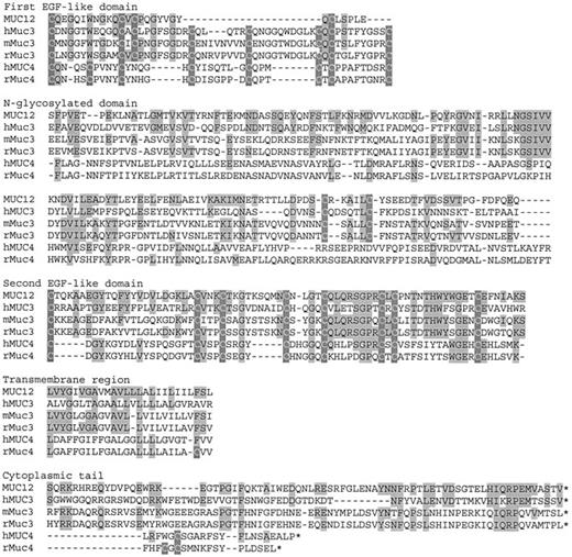 Fig. 3. Amino acid sequence alignment of the COOH termini of MUC12, hMUC3 (amino acids 1–366),4 mMuc3 (Ref. 26; amino acids 637-1015), rMuc3 (Refs. 24 and 25; amino acids 356–447 and 1–379, respectively), hMUC4 (Ref. 5; amino acids 861-1156), and rMuc4 (Ref. 4; amino acids 451–744). Light shading demonstrates identity with MUC12, and dark shading highlights all cysteine residues. Hyphens, gaps inserted to optimize the alignment.