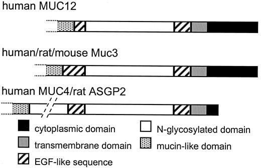 Fig. 6. Domain organization of the COOH termini of human MUC12, hMUC3, the rodent Muc3 mucins, and the rat and human MUC4 mucins. The relative size of domains is accurate except that the N-glycosylated domain adjacent to the mucin domain in MUC4 is shown at approximately one-fifth of its actual size. Only the beginning of the large mucin domains are shown.