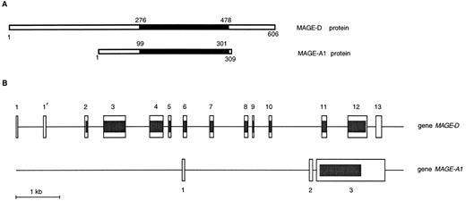 Fig. 2. A, comparison of the MAGE-D and MAGE-A1 proteins. ▪, regions of homology. Numbers, amino acid positions. B, exon-intron structure of the MAGE-D gene and MAGE-A1 genes, which is a representative of the MAGE-A, -B, and -C genes. —, introns; □, exons; and, coding sequences.