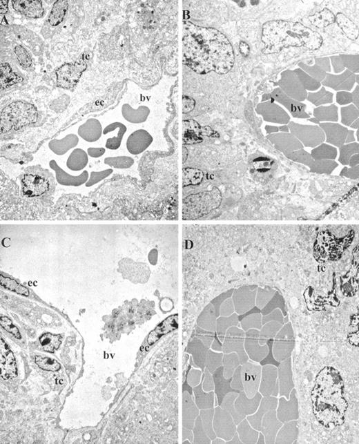 Fig. 5. Electron micrographs of tissue sections of control and PDT-treated tumors. A, 2-h control; B, 2 h after PDT; C, 12-h control; D, 12 h after PDT. A and C, normal blood vessels (bv), endothelial cells (ec), and tumor cells (tc). Erythrostasis in the blood vessel is evident as early as 2 h after PDT (B). The tumor and endothelial cells appear normal at this time point. At 12 h after-PDT (D), the blood vessel appears further occluded, and the tumor cell nuclei in the immediate vicinity of the blood vessel appear fragmented and condensed. ×4320.