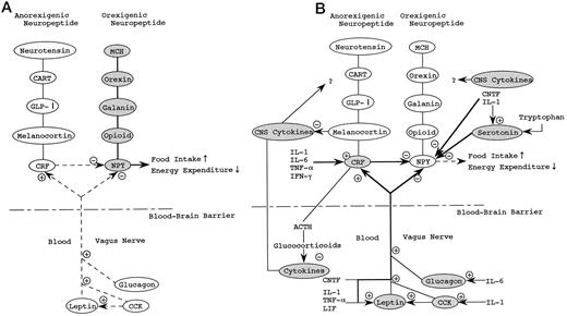 Fig. 1. A simplified model of the hypothalamic neuropeptide circuitry in response to starvation (A) and cancer anorexia-cachexia (B). Leptin acts as part of a feedback loop to maintain constant stores of fats. This is achieved by hypothalamic neuropeptides downstream of leptin that regulate food intake and energy expenditure. A loss of body fat (starvation) leads to a decrease in leptin, which in turn leads to a state of positive energy balance wherein food intake exceeds energy expenditure. This compensatory response is mediated by an increased production, release, and/or action of NPY and other orexigenic neuropeptides, as well as a decreased activity of anorexigenic neuropeptides such as CRF (A). In tumor-bearing states, cachectic factors such as cytokines elicit effects on energy homeostasis that mimic leptin in some respects, and the increased hypothalamic actions of these mediators induce anorexia and unopposed weight loss (B). This could be accomplished through persistent inhibition of the NPY orexigenic network and stimulation of CRF and other anorexigenic neuropeptides, although the exact nature and hypothalamic pathways participating in the response, especially relationships among newly identified peptides and cytokines, remain to be determined. Serotonin may have an important role in the development of cancer anorexia, partly through the inhibition of NPY signaling. Increased levels of plasma and brain tryptophan, the precursor of serotonin, and IL-1 may underlie the increased serotonergic activity. CNS, central nervous system.