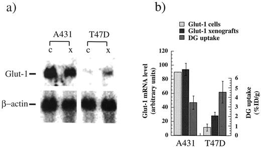 Fig. 6. a, Northern blot analysis of A431 and T47D cells grown in culture (c) and as xenografts (x). b, relative levels of β-actin normalized Glut-1 mRNA (n = 3; bars, SD) in A431 and T47D cells grown in culture and as xenografts, as well as DG uptake values 60 min after injection in xenografts (n ≥13 xenografts; bars, SD).