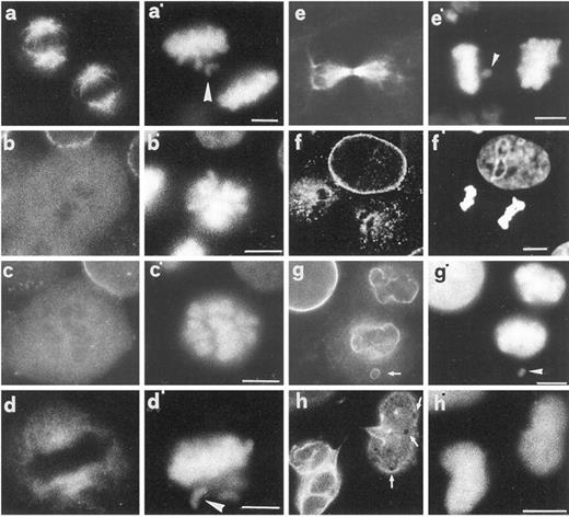 Fig. 1. Intracellular organization of human carcinoma cells after Taxol treatment. Cells cultured for 20 h in the presence of 10 nm Taxol were fixed either immediately after treatment (a–d) or after removal of the drug and further culture in Taxol-free medium (e–h). Shown here are representative indirect immunofluorescence images depicting the intracellular distribution of the microtubules (a and e), nucleoporins (b and f), lamins A/C (c), and lamins B1/B2 (d, g, and h). a′–h′, corresponding DAPI profiles. Arrowheads (a′, d′, e′, and g′), ectopically localized chromosomes; arrow (g), chromatin fragment that has assembled an elementary lamina around it; arrows (h), very small lamina deficits present in one of the two daughter nuclei (for further details on this, see Fig. 4<$REFLINK> and text). Scale bars, 4 μm.