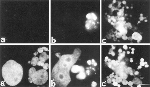 Fig. 5. Apoptotic manifestations after release from mitotic blockade. a–c, TUNEL profiles 24, 48, and 72 h, respectively, after release from Taxol; a′–c′, corresponding DAPI profiles. Note the TUNEL-positive staining 72 h after release. Scale bar, 4 μm.
