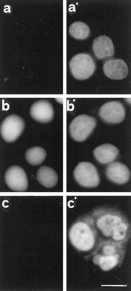 Fig. 7. In vitro import assay. a and a′, nontreated cells permeabilized with digitonin and incubated with BSA-NLS in the absence of Xenopus cytosol; b and b′, nontreated cells permeabilized with digitonin and incubated with BSA-NLS in the presence of Xenopus cytosol; and c and c′, Taxol-treated cells 24 h after release permeabilized with digitonin and incubated with BSA-NLS in the presence of Xenopus cytosol. For details, see text. a–c, FITC fluorescence; a′–c′, DAPI staining. Scale bar, 10 μm.