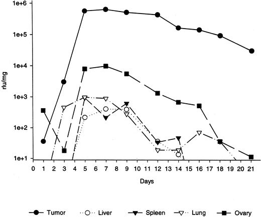 Fig. 2. Pattern of luciferase expression in tumors versus normal tissues after systemic delivery of vvLuc. Nude athymic mice bearing human s.c. Pmel melanomas (size, ∼300 mm3) were injected with 106 pfu vvLuc via lateral tail vein injection. Groups of five animals were sacrificed at time points given, and tumor and selected tissues were harvested and processed as described. Luciferase content is given in rlu per mg total protein. Data points, means of five animals per time point. Gene expression in additional organs was determined (data not shown) and was found to be <10 rlu/mg at all time points.