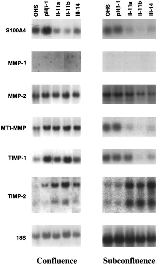 Fig. 1. Representative Northern blot analysis showing the expression levels of S100A4 and factors involved in the MMP-dependent degradative pathway. The cells were grown according to standard incubation conditions, and total RNA was extracted from confluent and subconfluent cell cultures. The 18S rRNA was used as a loading control.