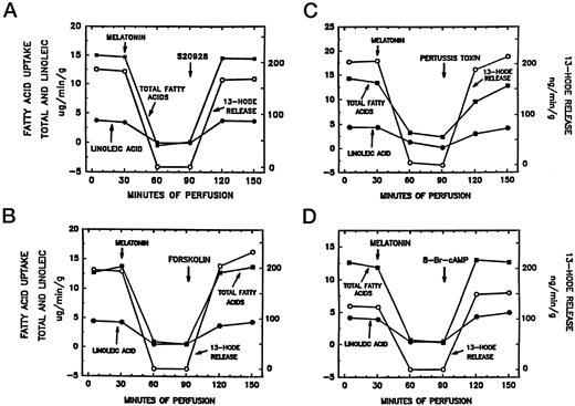 Fig. 4. Effects of melatonin receptor antagonist S-20928 (A), PTX (B), forskolin (C), and 8-Br-cAMP (D) on melatonin-induced inhibition of FA uptake and 13-HODE release by hepatoma 7288CTC perfused in situ. Following a control perfusion period of ∼30 min with donor blood, melatonin was added to the reservoir containing the perfusate to give a final concentration of 1 nm. The perfusion with melatonin was continued for an additional 60 min. At 90 min, S-20928 (1 nm), PTX (0.5 μg/ml), forskolin (1 μm), or 8-Br-cAMP (10 μm) was added, and the perfusion continued with these agents combined with melatonin for 60 min. The data reflect the results of four separate perfusions of four different hepatomas. Each of the perfusion profiles depicted here represents one of six perfusions that yielded essentially identical results. Tumor blood flow, pH, pO2, and pCO2 were monitored (data not shown) and were not different from the results observed in Fig. 3<$REFLINK>.