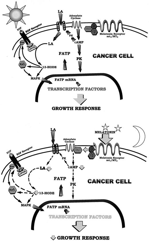 Fig. 7. Provisional model for the signal transduction events that mediate the regulation of LA uptake and metabolism and growth of hepatoma 7288CTC in response to melatonin. (Top), during the light phase (i.e., low melatonin levels), LA uptake by cancer cells is maximal due to elevated levels of cAMP that potentially enhance FATP activity possibly via the phosphorylation of FATP through a cAMP-dependent protein kinase. Intracellular LA is oxidized to 13-HODE by an EGF-stimulated lipoxygenase that may be associated with the EGF receptor through an adapter protein (protein-2) (10, 11). Increased 13-HODE levels stimulate EGF receptor autophosphorylation and tyrosine phosphorylation of key downstream signal transduction proteins such as Ras, Ref1, and MAPK resulting in transcriptional activation and enhanced EGF-responsive mitogenesis (10, 11). (Bottom), during the dark phase (i.e., high melatonin levels), melatonin binds to its receptor(s) mt1 and/or MT2, leading to receptor activation and association with an inhibitory G protein. The inhibitory α-subunit dissociates and binds to adenylate cyclase resulting in an inhibition of cAMP production. Decreased cAMP levels result in decreased activity of FATP and, thus, decreased LA uptake and 13-HODE production, leading to diminished EGF-responsive mitogenesis.