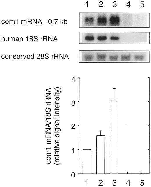 Fig. 3. Differential expression of com1 mRNA. Lanes 1–5 are as in Fig. 2<$REFLINK>. The level of com1 mRNA was analyzed by Northern blot hybridization. The 18S rRNA was measured as a phenotypic control, whereas the 28S rRNA was estimated as an assay control. Bottom, columns, mean PhosphoImager densitometry values ( n = 3) of the com1 mRNA/18S rRNA signals, relative to the value of MA-11 cells in culture; bars, SD.