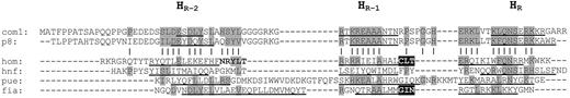 Fig. 5. Protein segment analysis. The predicted protein sequence of com1 is aligned to that of the rat homologue p8 as well as to four HTH domains of known structure (hom, hnf, pue, and fia). The dashes in the sequences are gaps in the alignments. Underlined residues correspond to the HR-2, HR-1, and HR. Letters on gray background correspond to residues defined as conserved either by being present in com1 and/or p8 and in at least one of the four known structures or without distinction between positively charged residues (K, R, and H). |, conserved residues. A type αBABBBα turn is indicated in boldface type, whereas type αGBBα turns are indicated by white letters on black background.