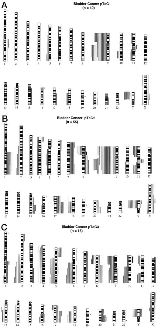 Fig. 1. Summary of all relative DNA sequence copy number changes detected by CGH in 40 pTaG1 (A), 55 pTaG2 (B), and 18 pTaG3 (C) tumors. The vertical lines on the right side of the chromosome idiograms indicate gains of the corresponding chromosomal regions; those on the left indicate losses of the corresponding chromosomal regions. ▪, amplifications. ∗, 1p, 16p, 19, and 22 were not analyzed.