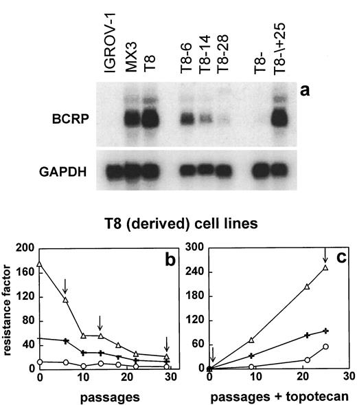 Fig. 3. a, Northern blot hybridization of BCRP/MXR/ABCP mRNA in the IGROV1, T8, and MX3 cell lines. GAPDH, glyceraldehyde-3-phosphate dehydrogenase. Also shown are hybridizations with mRNA from T8 revertant cell lines. b, levels of resistance to SN-38 (▵), TPT (), and MX (○) in the T8 and revertants, derived from this cell line. c, levels of resistance to SN-38 (▵), TPT (), and MX (○) in a re-exposed complete revertant T8. The cells were (re-)exposed to 950 nm TPT for 1 h/week. mRNA was isolated and probed from passages indicated with an arrow.