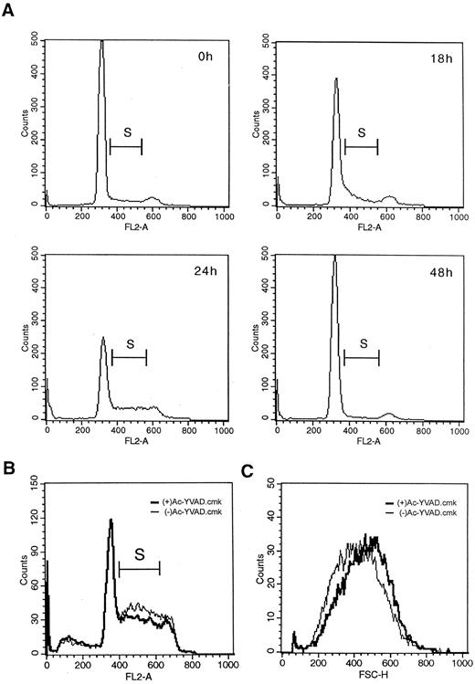 Fig. 3. A, cell cycle analysis of AsPC-1 cells stimulated with EGF (25 ng/ml) after 0, 18, 24, and 48 h. After approximately 18 h, transition into the S phase begins, it reaches its maximum after approximately 24 h. Cell division is completed after approximately 48 h. Cell cycle analysis of unstimulated AsPC-1 cells is identical to that of stimulated cells after 0 h. B, cell cycle analysis of AsPC-1 cells stimulated with EGF (25 ng/ml) in the presence and the absence of the ICE inhibitor Ac-YVAD.cmk (100 μm) after 24 h of incubation. In the presence of Ac-YVAD.cmk (bold line) S-phase e.g., cell proliferation is significantly reduced by 10.4 (± 2.8)% compared with the proliferation of EGF-stimulated cells incubated with DMSO alone (thin line; P < 0.01). C, histogram of FSC light intensity of analyzed AsPC-1 cells in the presence and the absence of the ICE inhibitor Ac-YVAD.cmk. FSC intensity is related to cell size. Incubation with Ac-YVAD.cmk lead to a significant increase of cell size by 10.4 (± 3)%.