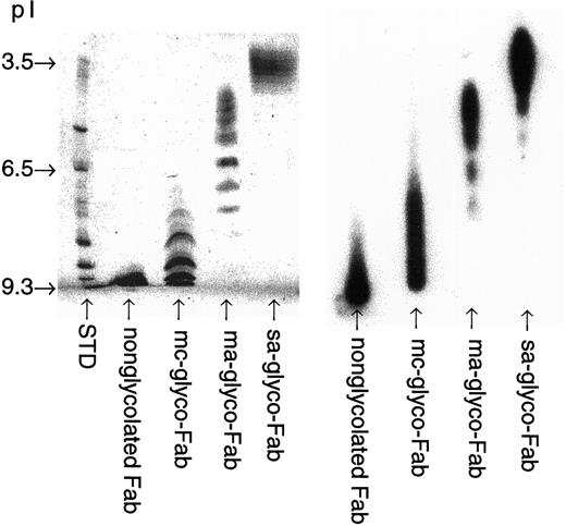 Fig. 1. Isoelectric focusing gels. The pI measurements were determined by isoelectric focusing of the four Fab preparations. Left, nonradiolabeled reagents developed with Coomassie Blue staining. Right, the four 131I-labeled Fabs underwent isoelectric focusing, and the pI was determined by comparing the autoradiography of the gel to the pI of the known standards (STD).