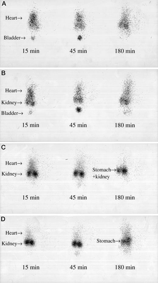 Fig. 7. Serial scintigraphy of nude mice injected with 131I-labeled sa-glyco-Fab (A), 131I-labeled ma-glyco-Fab (B), 131I-labeled mc-glyco-Fab (C), and 131I-labeled nonglycolated Fab (D) 15, 45, and 180 min after injection.