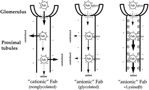 Fig. 9. Proposed schema of urinary excretion of cationic and anionic Fab with or without lysine. The cationic Fab undergo a charge interaction with the proximal tubules and are reabsorbed; they then undergo catabolism. The anionic Fab, due to charge differences, are not as effectively absorbed into the proximal tubule; therefore, a larger fraction is excreted in the urine intact. In addition, because of their charge, they are not as actively filtered through the glomerulus. When lysine is coadministered with anionic Fab, there is an additional effect whereby the lysine interacts with the proximal tubule and further prevents reabsorption of the Fab.