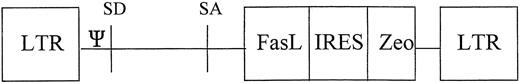 Fig. 1. Schematic representation of the retroviral vector used for transduction of the human FasL gene into PCI-13 cells.