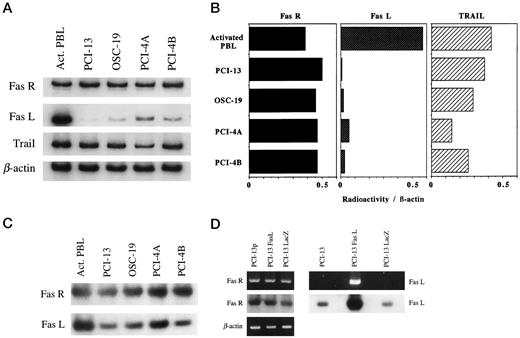 Fig. 5. RT-PCR for expression of mRNAs for FasR, FasL, and TRAIL in various SCCHN cell lines and activated PBLs used as control (A). In B, ratios of cpm for each of the messages relative to cpm for β-actin message in each of the tumor cell lines or PBLs. Radioactivity counts were determined in a PhosphorImager. In C, PCR products for FasR and FasL shown in A were hybridized to cDNA probes for FasR or FasL, respectively, to confirm the product identity. In D, RT-PCR for expression of FasR and FasL messages in PCI-13p (parental) and PCI-13 transduced either with the hFasL gene or with the LacZ gene as control. Ethidium bromide gels show the PCR products for FasR or FasL (top row), the products hybridized to the respective cDNAs (middle row), and β-actin used as control (bottom row).
