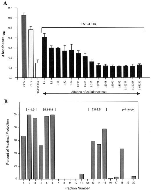 Fig. 2. The 100,000 × g supernatant from fibroblasts contains TIP activity that can be separated into three protein pools. A, HF1 cells were preincubated with multiple dilutions of HF1 100,000 × g supernatant for 16 h prior to the addition of TNF and CHX and assessment of lysis (as described in Fig. 1<$REFLINK>). Each point represents the mean of three microwells; bars, SD. At the 1:4 dilution, the final concentration of 100,000 × g protein in the assay was 1.9 μg/μl. B, 50 mg of cellular protein extract (100,000 × g supernatant) from TNF-treated HEL cells were separated by isoelectric focusing on the Bio-Rad Rotofor apparatus using ampholytes ranging in pI from 3 to 10. The bound ampholytes were removed. Each fraction was adjusted to the same final volume, and a series of serial dilutions of each fraction was assayed (in duplicate) for TIP activity in U937 cells. The maximum percentage of protection provided by each fraction is shown. The highest protection observed in this experiment was 25%; however, concentrations of protein greater than those in a 1:4 dilution were not tested. Representative data from one of three experiments are shown; a similar profile of activity was evident when proteins from TNF-treated HF1 cells were analyzed.