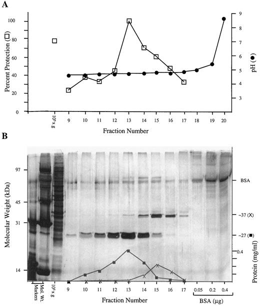 Fig. 3. Demonstration of coincidence of an ∼27 kDa protein and TIP activity. Fractions that had a pH of ∼4.5 from four Rotofor separations were pooled and refocused without additional ampholytes. A, pH profile after refocusing (•) and the TIP activity (□) present in an equal volume of each fraction assayed using HF2 cells as the target. B, a silver-stained gel of an equal volume of each fraction. Superimposed on the gel are the amounts of each protein in the various fractions (▪, ∼27 kDa; x, ∼37 kDa) determined using a standard curve generated by densitometry of the known amounts of BSA in the last three lanes of the gel.