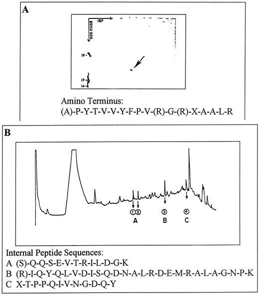 Fig. 4. Analysis of the amino acid sequence of TIP-B1. Aliquots of the same protein preparation, pooled fractions 9–11 (Fig. 3)<$REFLINK>, were used in the experiments shown. A, pooled protein was resolved by two-dimensional gel electrophoresis [isoelectric focusing followed by gel electrophoresis (SDS-PAGE)] and then silver stained. Molecular weight standards are visible on the left; the faint smear across the top is a staining artifact. NH2-terminal sequencing of the pooled protein sample yielded the 18-amino acid sequence listed. B, HPLC profile of peptides obtained upon endoproteinase Lys C digestion of purified protein. The amino acid sequences of three of these peptides were determined and are listed. For both peptides A and B as well as the NH2-terminal peptide, the parentheses indicate residues for which more than one amino acid was obtained; the most predominant amino acid is shown.