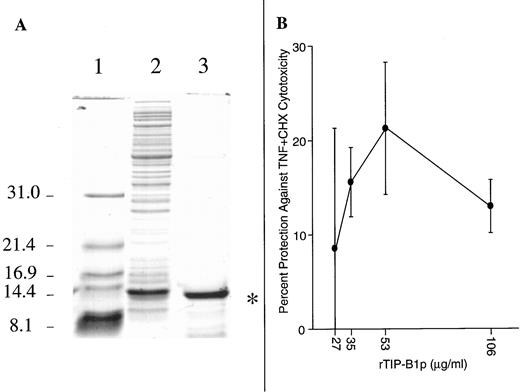 Fig. 8. Preparation of purified 14 kDa rTIP-B1p protein and examination of its protective activity. A, demonstration of purification of rTIP-B1p showing SDS-PAGE and Coomassie blue staining of molecular weight markers (Lane 1), the proteins present in the 100,000 × g supernatant from IPTG-induced tip-SN transfected bacteria (Lane 2), and a protein pool enriched for rTIP-B1p by G75 Sephadex gel filtration (Lane 3). B, the ability of purified rTIP-B1p to protect HF1 cells from TNF + CHX-induced lysis was determined by incubating rTIP-B1p at the indicated concentrations with HF1 cells for 20 h (final volume, 100 μl) prior to the addition of TNF (250 units/ml) and CHX (200 μg/ml). Eighteen h later, the cells were stained with crystal violet. The average percentages of protection (n = 4) are shown; bars, SD; *, rTIP-B1p.